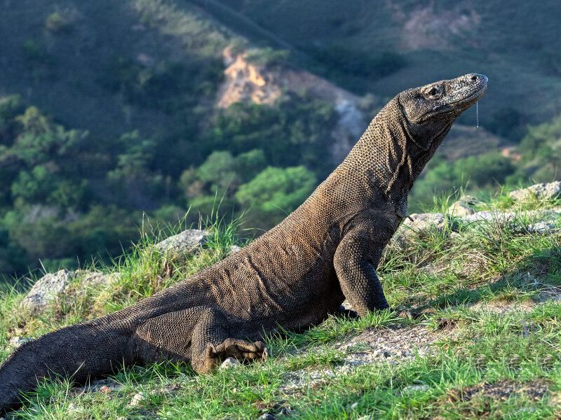 One Day Tour Komodo