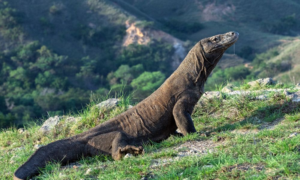 One Day Tour Komodo